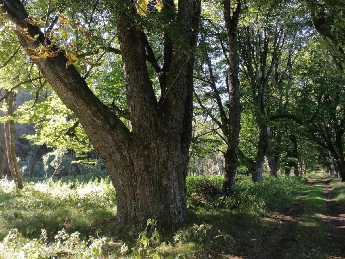 Na Pekarne Leilighet Železná Ruda Eksteriør bilde